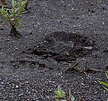 Bear print