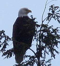 Eagle