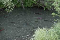 Salmon